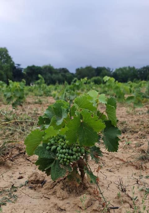 Domaine Villecarla Villedubert Ngoại thất bức ảnh